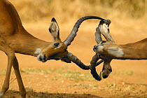 Male Impala sparring {Aepyceros melampus} Samburu, Kenya