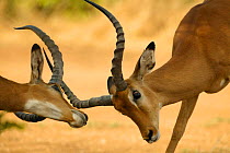 Male Impala sparring {Aepyceros melampus} Samburu, Kenya