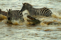 Nile crocodile attempting to take zebra during crossing of Mara river {Crocodylus niloticus} Masai Mara, Kenya
