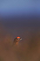 Red grouse head appearing over heather {Lagopus lagopus scoticus} Peak District NP, UK