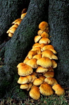 Shaggy pholiota fungus on tree {Pholiota squarrosa} Peak District NP, Derbyshire, UK