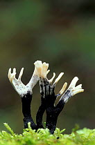 Candle snuff fungus {Xylaria hypoxylon} Cheshire, UK