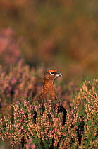 Red grouse head appearing over heather {Lagopus lagopus scoticus} Peak District NP, UK