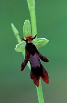 Fly orchid flower {Ophrys insectifera} Derbyshire dales, U