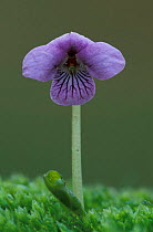 Marsh violet flower {Viola palustris} Peak District NP, Derbyshire, UK