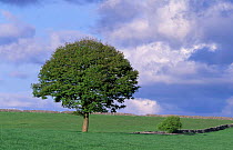 Sycamore tree in field {Acer pseudoplatanus} Peak district NP, Derbyshire, UK