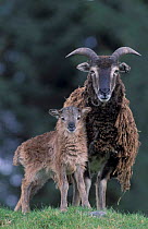 Soay sheep ewe + lamb, captive, semi-domesticated breed. Highlands, Scotland, UK