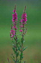 Purple loosestrife flowering {Lythrium salicaria} Lancashire, UK