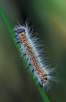 Bufftip moth caterpillar {Phalera bucephala} Peak district NP, Derbyshire, UK