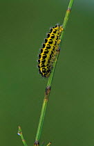 Five spot burnet moth caterpillar {Zygaena trifolii} Derbyshire, UK