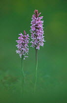 Common spotted orchid {Dactylorhiza fuchsii} Derbyshire, UK