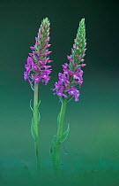 Fragrant orchids {Gymnadenia conopsea} Peak District NP, Derbyshire, UK
