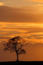 Sycamore tree silhouetted against sunset. Peak district NP, Derbyshire, UK