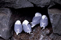 Kittiwakes roosting on nest {Rissa tridactyla} Iceland