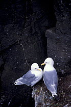 Kittiwake pair at nest on cliff {Rissa tridactyla} Iceland