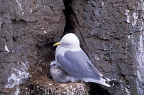 Kittiwake + chick at nest on cliff {Rissa tridactyla} Iceland