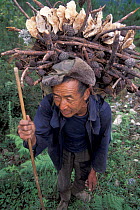 Man carrying wood, fir cones and wild mushrooms, Yunnan province, China, 2002