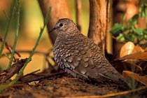 Scaled dove {Columbina squammata}. Cerrado, Brazil.