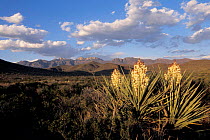 Spanish dagger {Yucca treculeana} in landscape, El Carmen mountains, Mexico