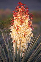 Spanish dagger flower {Yucca treculeana} El Carmen mountains, Mexico