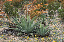 Agaves {Agave sp} + Ocotillos {Fonquiera sp} Chihuahuan desert, Mexico