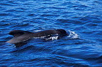 Short finned pilot whale at surface {Globicephala macrorhynchus}