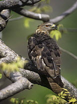 Oriental honey buzzard {Pernis ptilorhynchus} perched, India