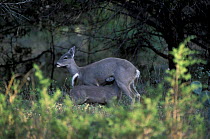 Whitetail deer suckling young {Odocoileus virginianus} Coahuila, Mexico