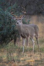 Whitetail deer stag portrait {Odocoileus virginianus} Coahuila, Mexico
