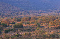 Serranias del Burro landscape, Coahuila, Mexico