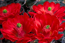 Claret cup cactus in flower {Echinocereus triglochidiatus} Coahuila, Mexico