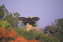 Turkey vulture sunning {Cathartes aura} Serranius del Burro, Coahuila, Mexico