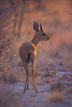 Steenbok / Steinbok {Raphicerus campestris} South Africa