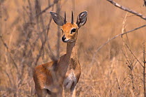 Steenbok / Steinbok) {Raphicerus campestris} South Africa