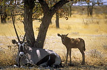 Gemsbok (Oryx gazella gazella) with young in shade of tree, Namibia