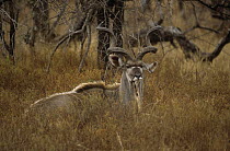 Greater kudu {Tragelaphus strepsiceros} male camouflaged in long grass, Namibia