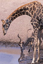 Giraffe {G camelopardalis} + Greater kudu {Tragelaphus strepsiceros} drinking, Namibia