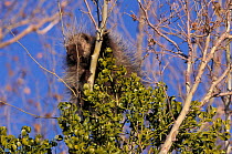 North american porcupine in tree {Erethizion dorsatum} Chihuahua, Mexico