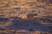 Black tailed prairie dogs at burrow {Cynomys ludovicianus} Janos, Chihuahua, Mexico