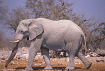 African elephant walking {Loxodonta africana} South Afric