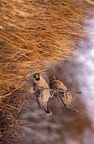 Social weaver pair at nest {Philetairus socius} Namibia