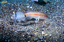 Red mullet searches in sand for prey  {Mullus surmuletus} and attracts a Two banded bream {Diplodus vulgaris} looking for food. Mediterranean