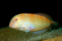 Razor fish {Xyrichthys sp} Mediterranean