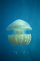 Jellyfish {Phyllorhiza peronleseueri} endemic to Shark Bay, W Australia