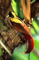 Greater bird of paradise {Paradisaea apoda / major} perched in rainforest, Bali, Indonesia