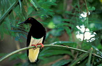 Twelve wired bird of paradise {Seleucides melanoleuca} Bali, Indonesia