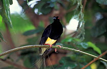 Twelve wired bird of paradise {Seleucides melanoleuca} Bali, Indonesia