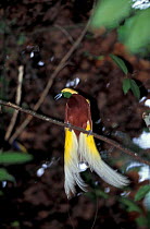 Lesser bird of paradise {Paradisaea minor} PNG, Indonesia