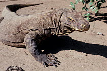Komodo dragon {Varanus komodoensis} Komodo Is, Indonesia