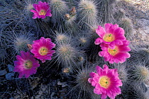 Hedgehog cactus in flower {Echinocereus engelmanni} Chihuahua, Mexico